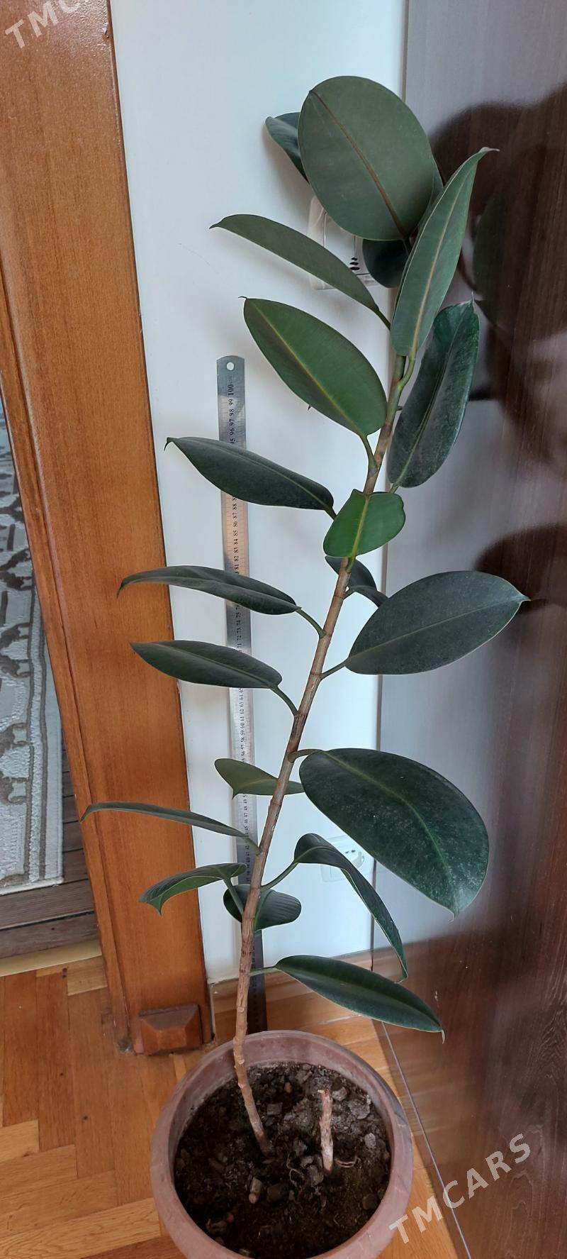 фикус fikus цветок gül - 15-й этап - img 1