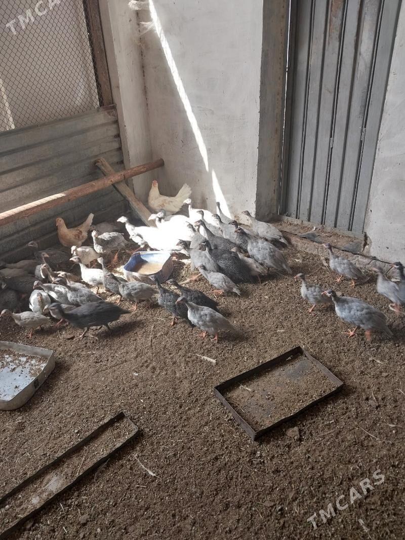 käkilik - Мары - img 1