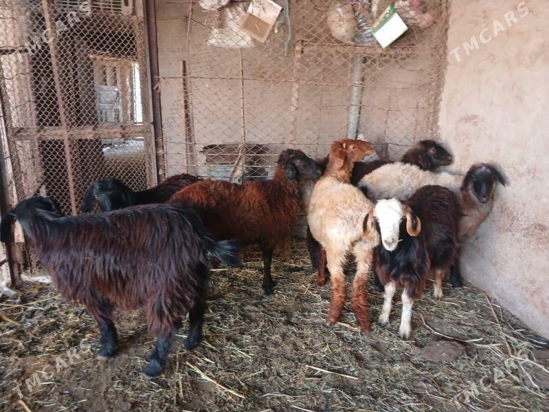 goyun cewişler arzan arassa - Daşoguz - img 1