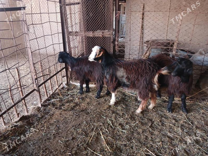 goyun cewişler arzan arassa - Daşoguz - img 2