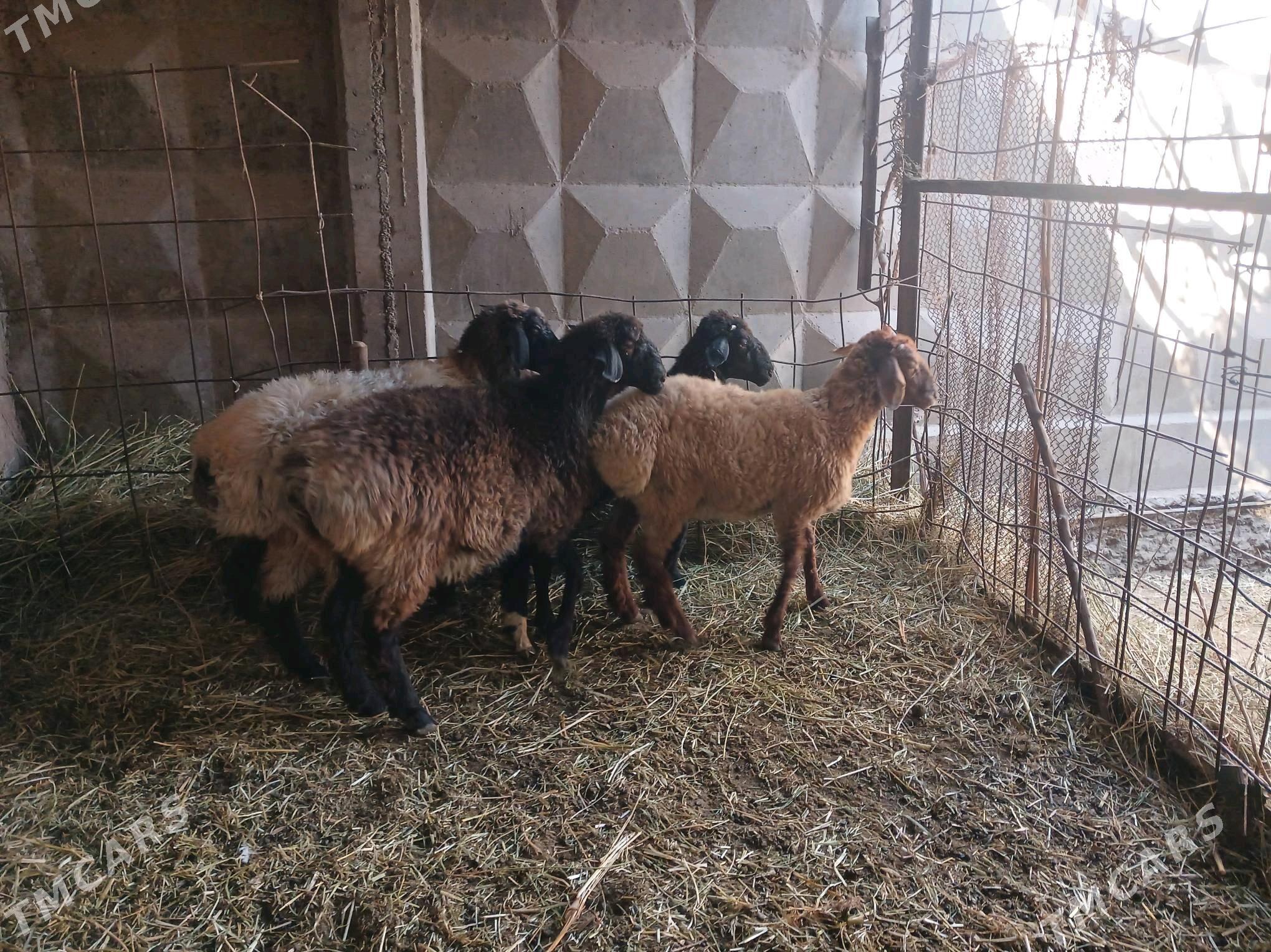 goyun cewişler arzan arassa - Daşoguz - img 3