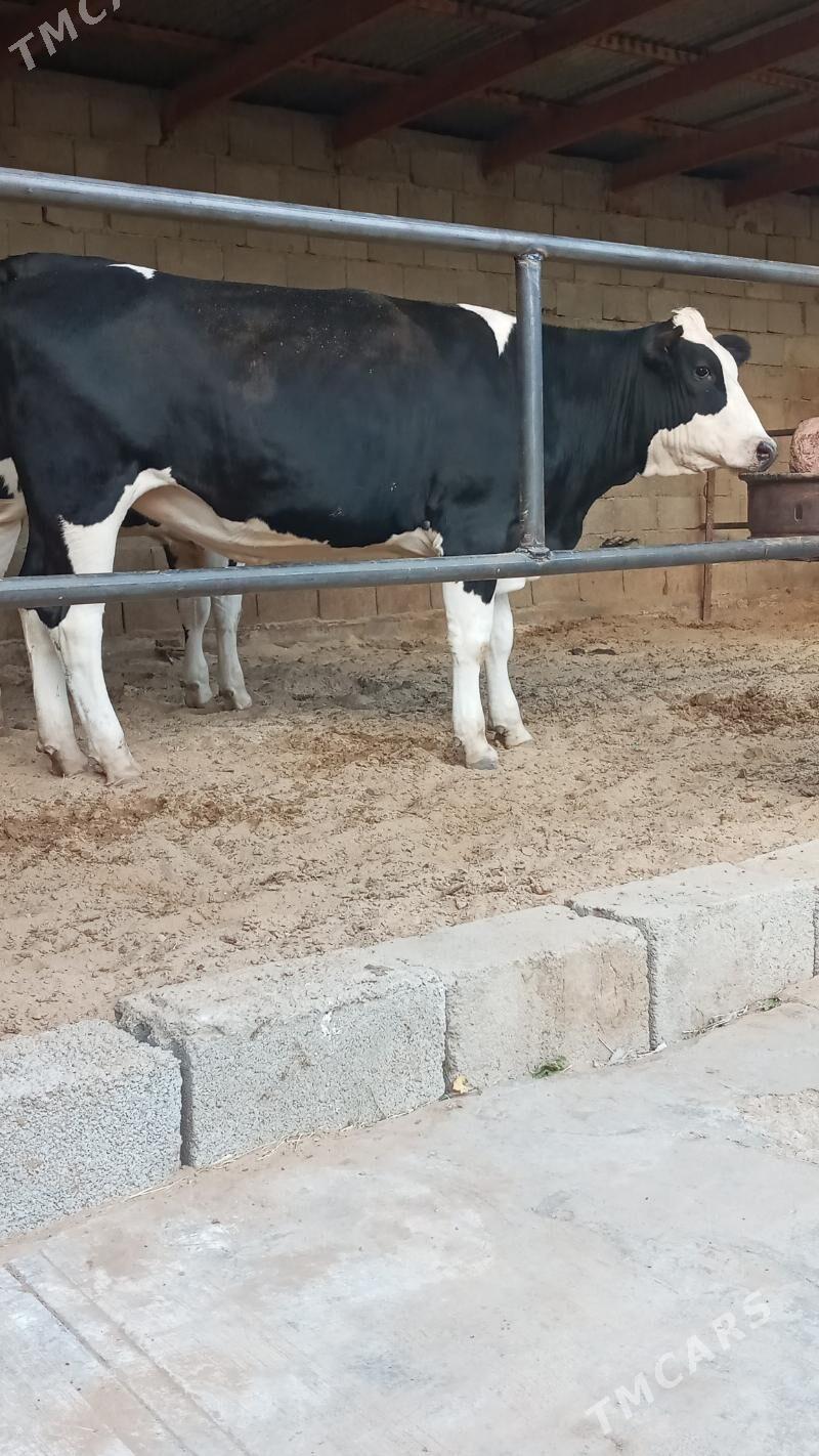 Bogaz tüwe - Ашхабад - img 6