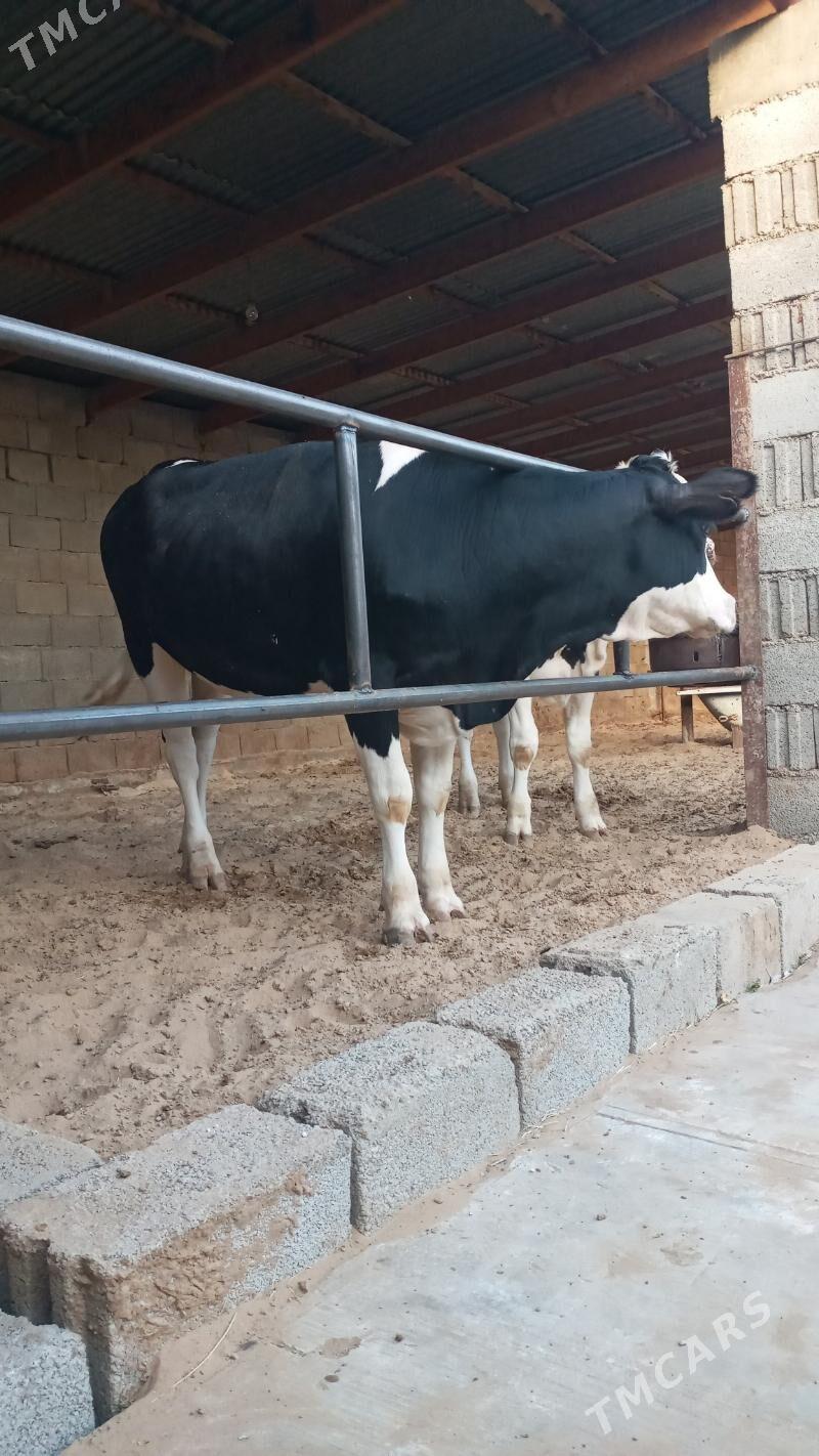 Bogaz tüwe - Ашхабад - img 2