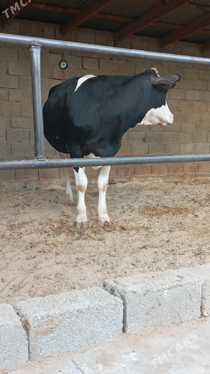 Bogaz tüwe - Ашхабад - img 4