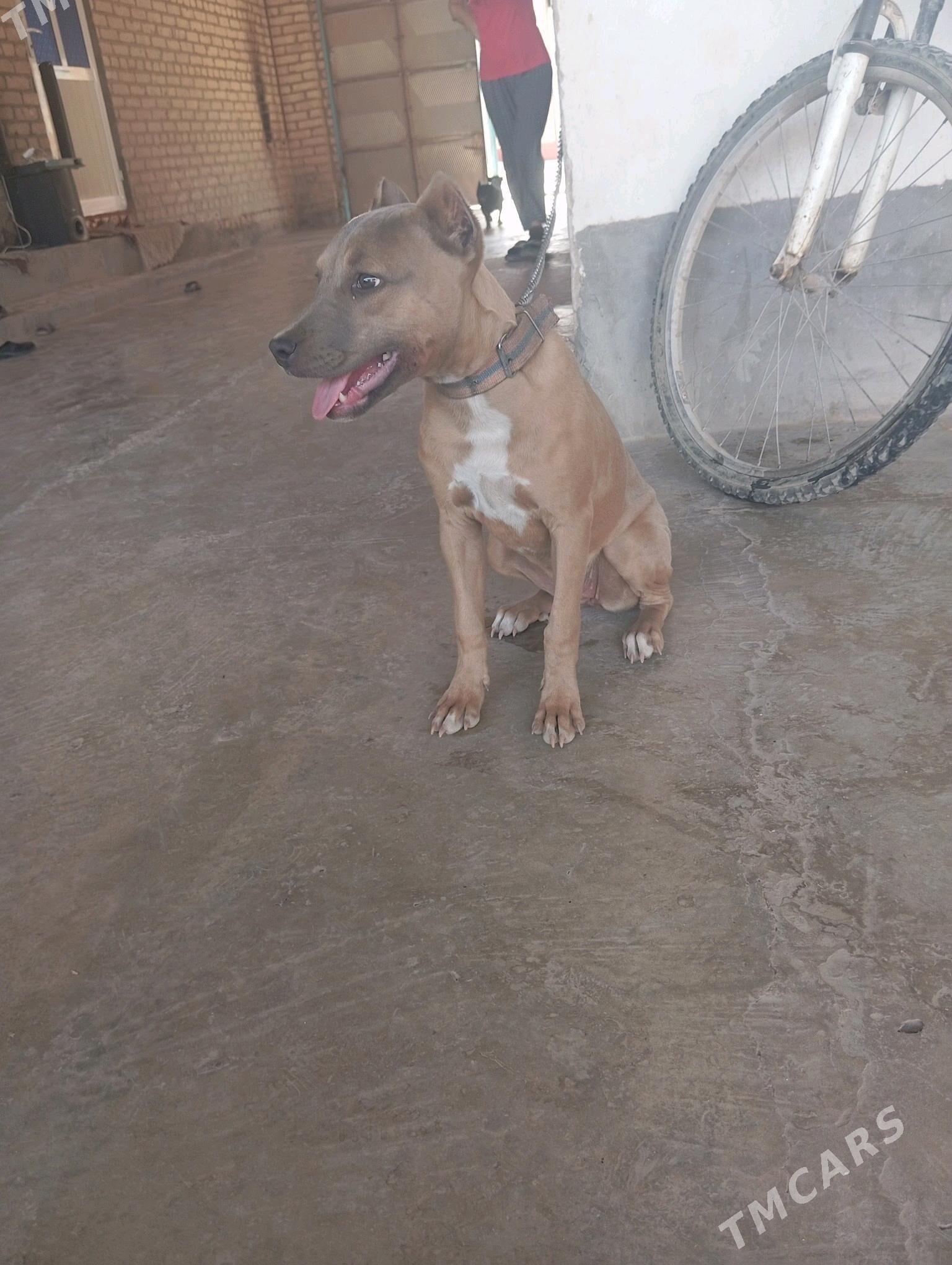 PİTBUL - Türkmenabat - img 2