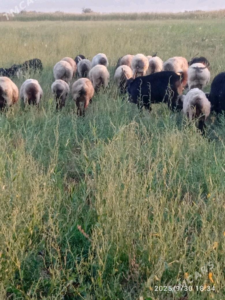 goýyn - Бахарден - img 2