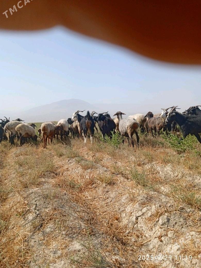 goýyn - Бахарден - img 4