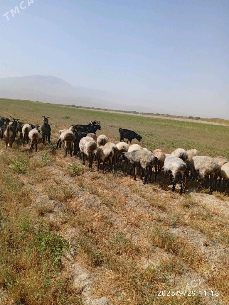 goýyn - Бахарден - img 5