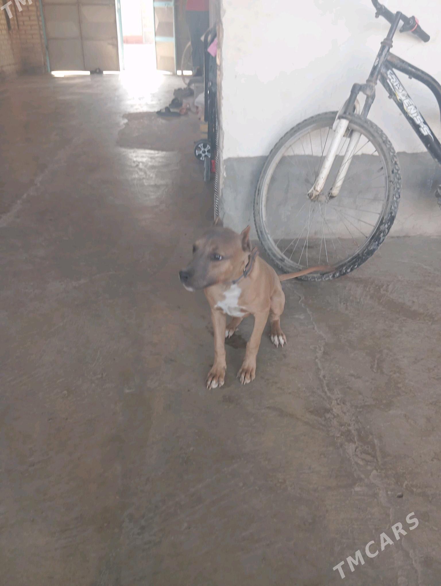 PİTBUL - Туркменабат - img 1