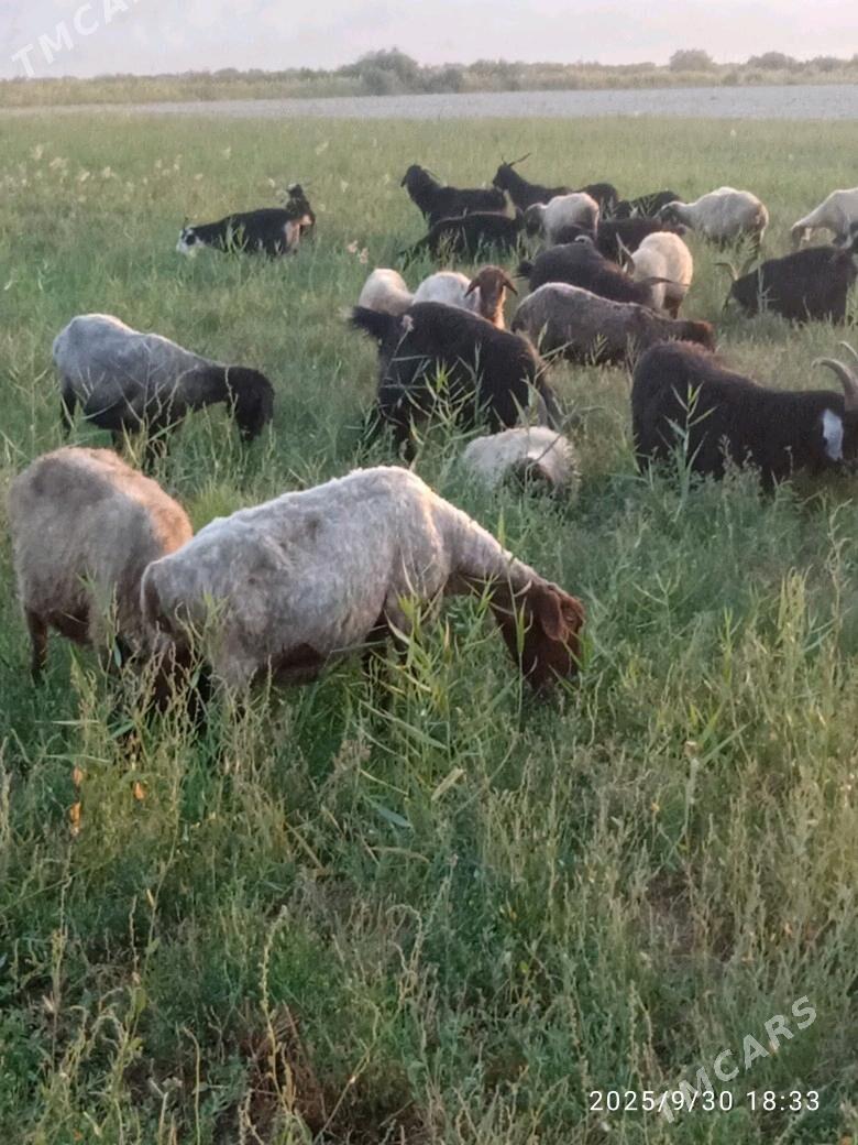 goýyn - Бахарден - img 3