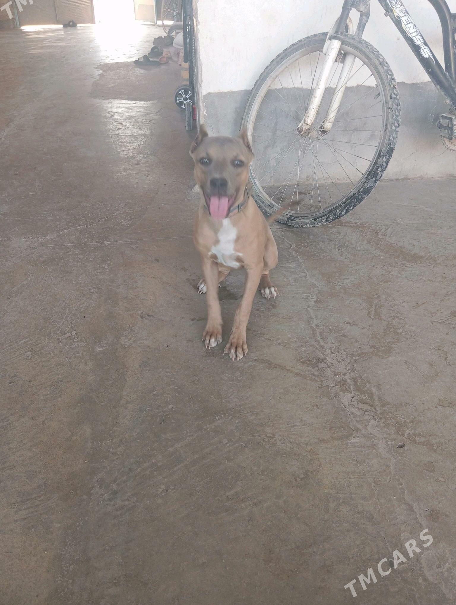 PİTBUL - Türkmenabat - img 4