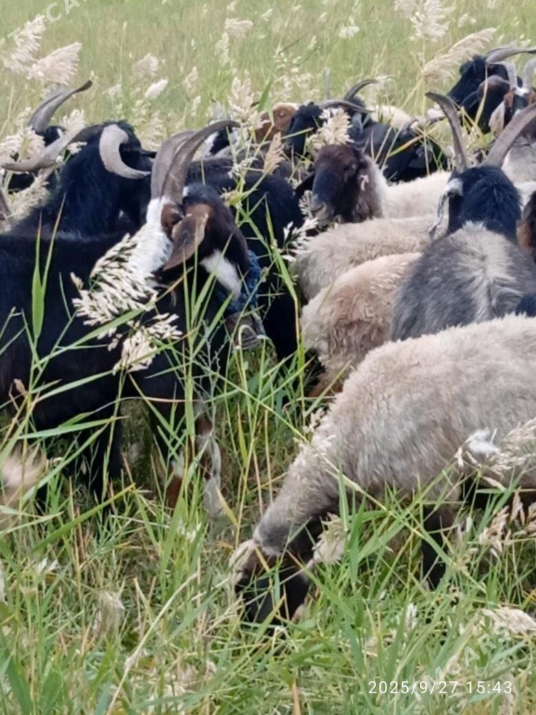 goýyn - Бахарден - img 7