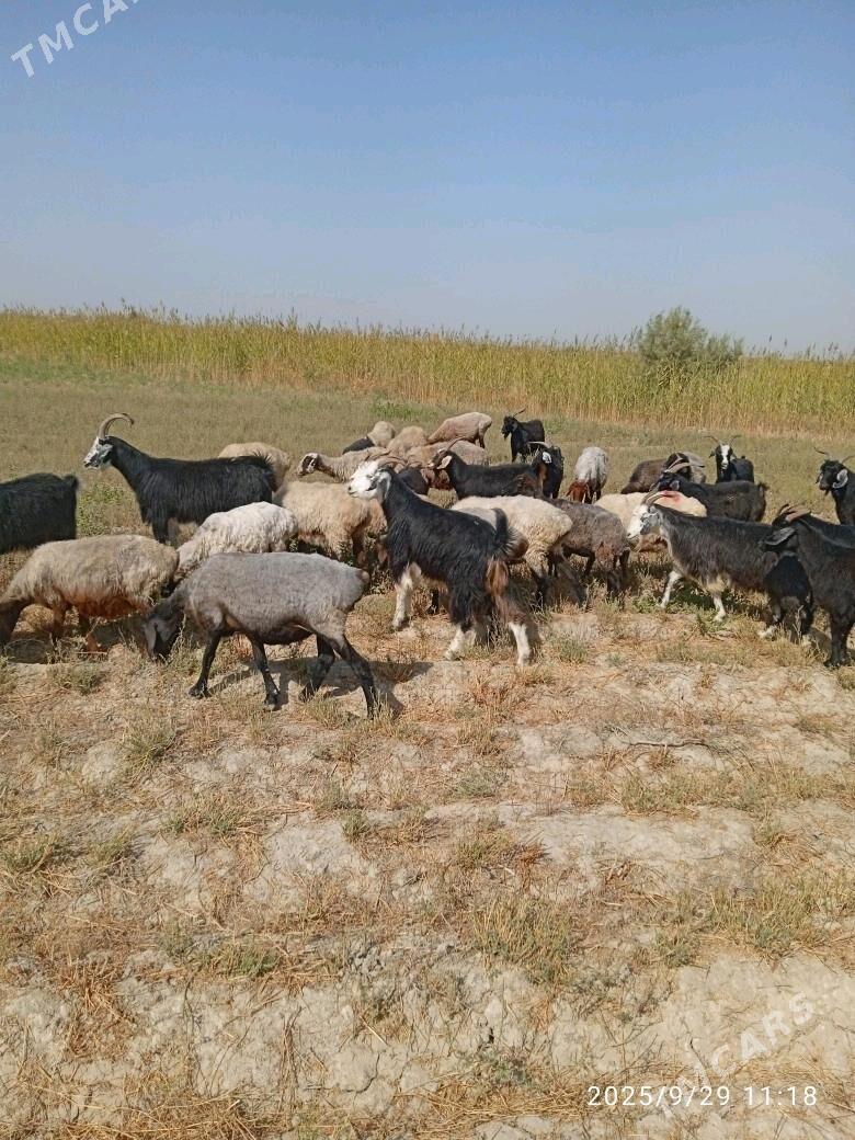 goýyn - Бахарден - img 6