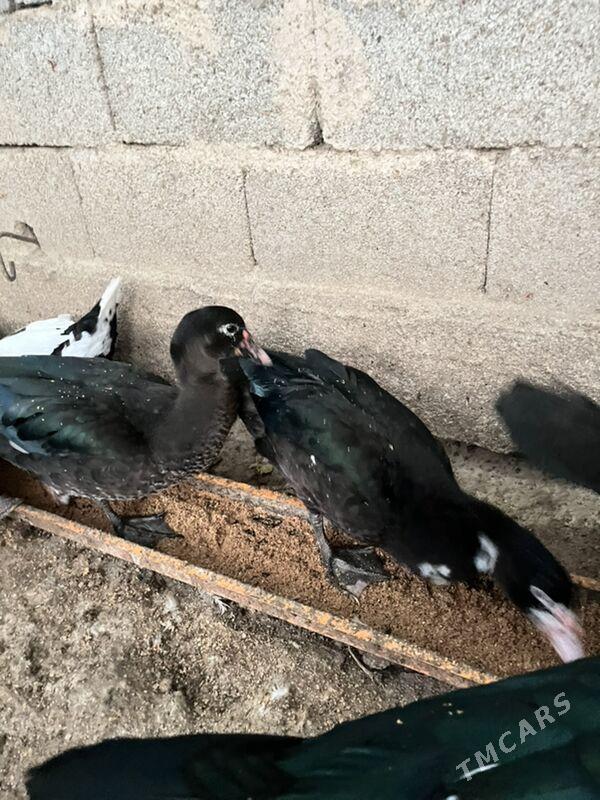 utkalar - Aşgabat - img 2