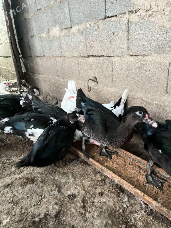 utkalar - Aşgabat - img 3