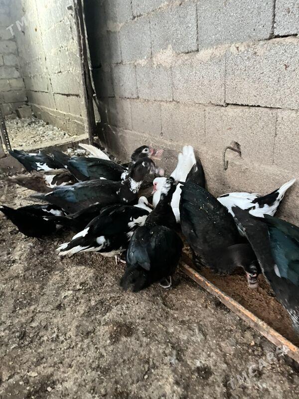 utkalar - Aşgabat - img 4