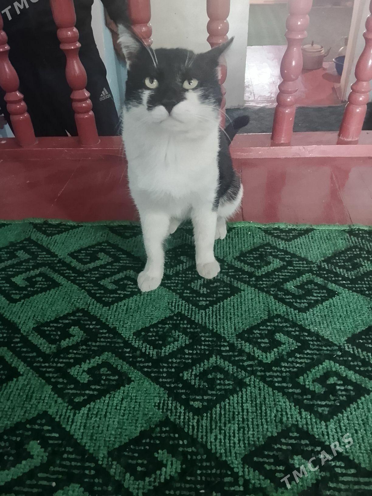 Pisik - Boldumsaz - img 2