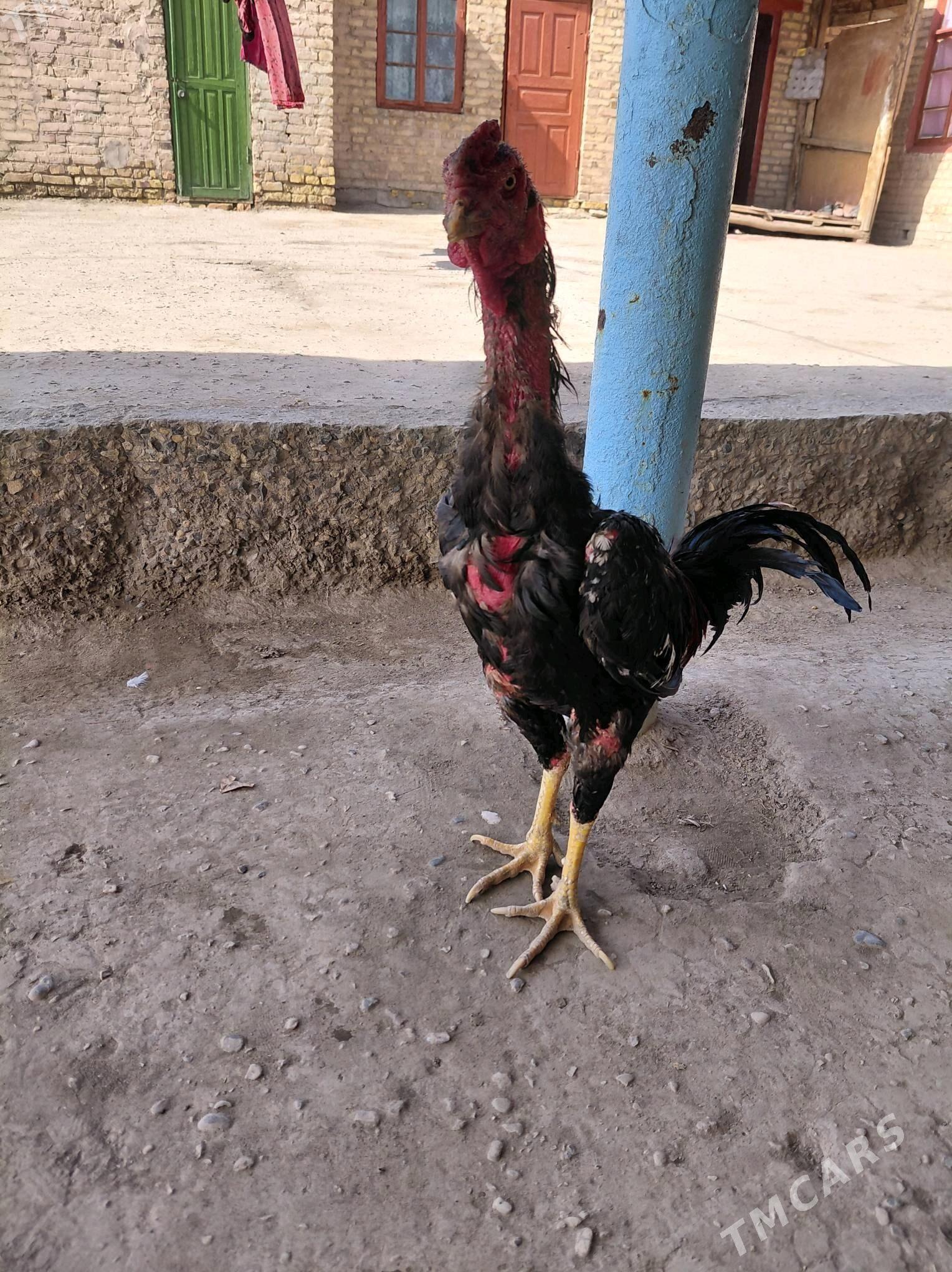 хораз - Çärjew - img 1