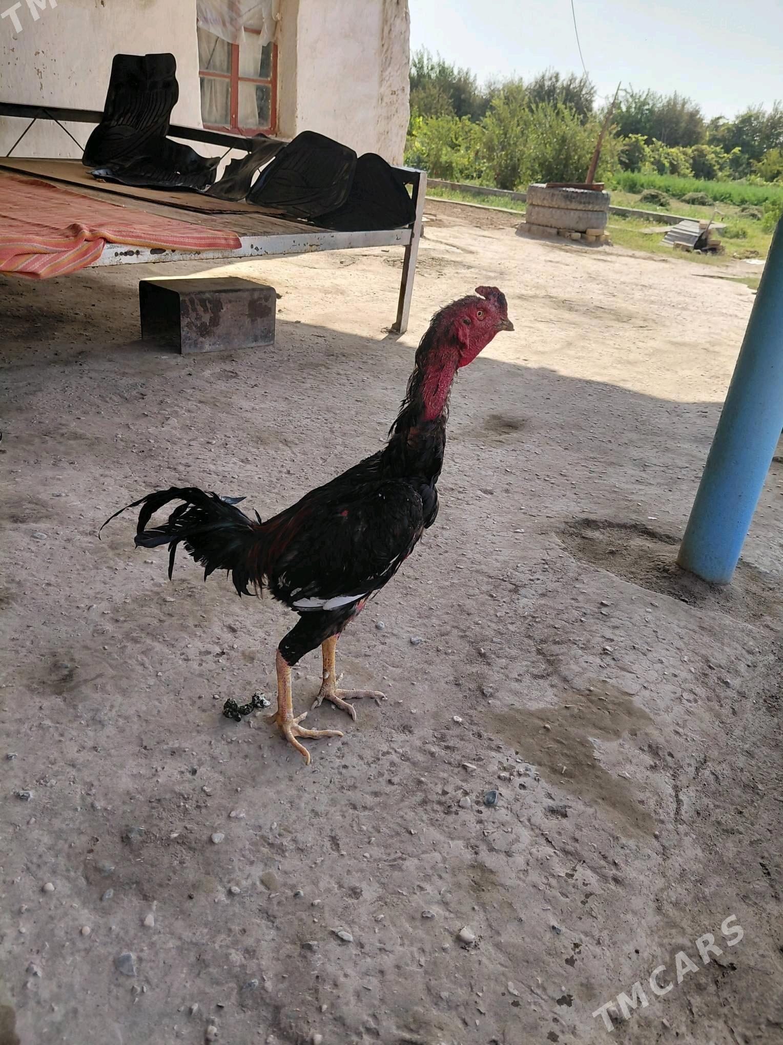 хораз - Çärjew - img 2