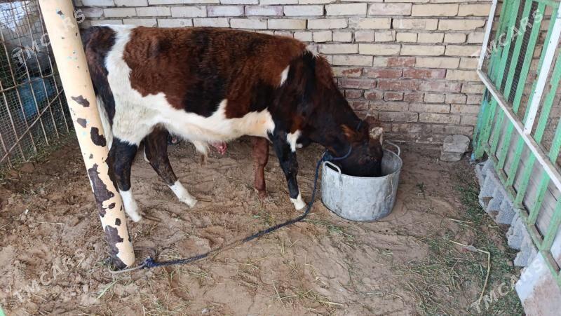 okuuz - Чоганлы - img 3