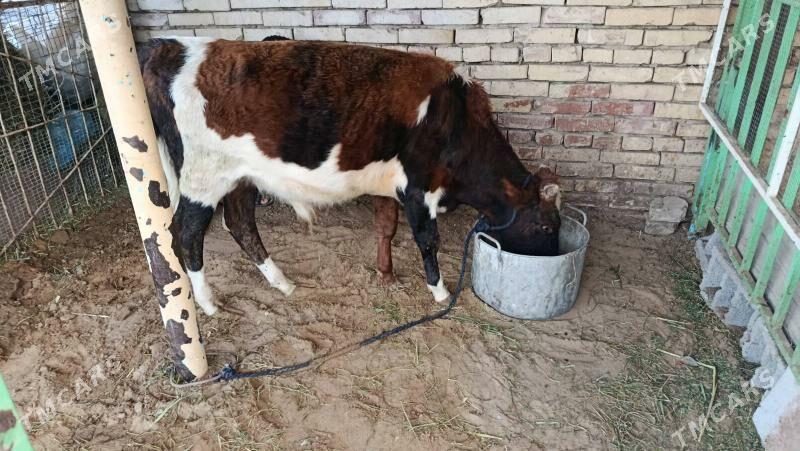 okuuz - Чоганлы - img 4