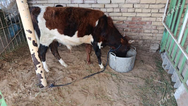 okuuz - Чоганлы - img 2