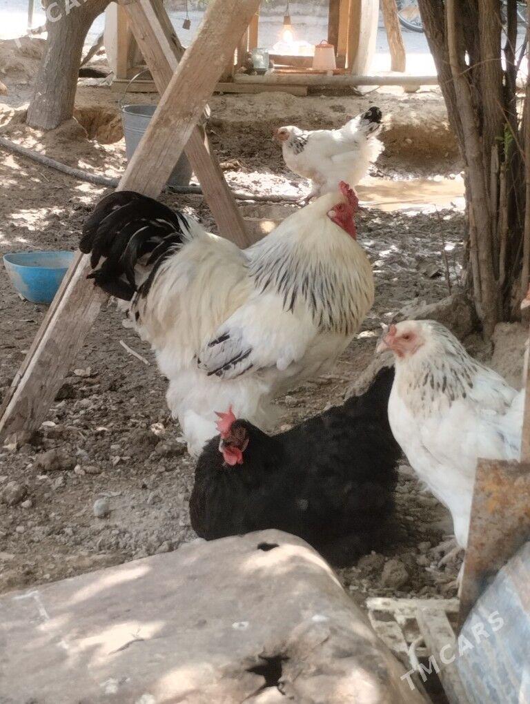 брама.жужэ.арегинал - Garadamak - img 2