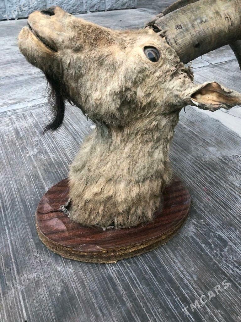 Hakyky goçuň kellesi - Aşgabat - img 2