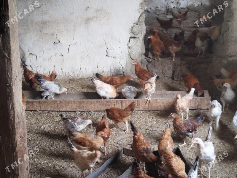 juyje - Bäherden - img 3