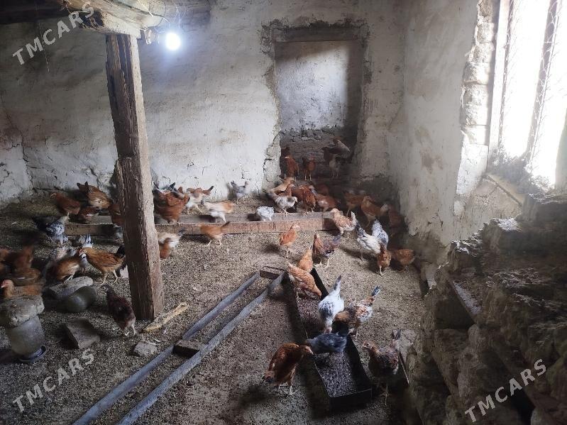 juyje - Bäherden - img 2