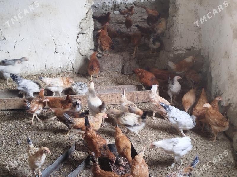 juyje - Bäherden - img 1