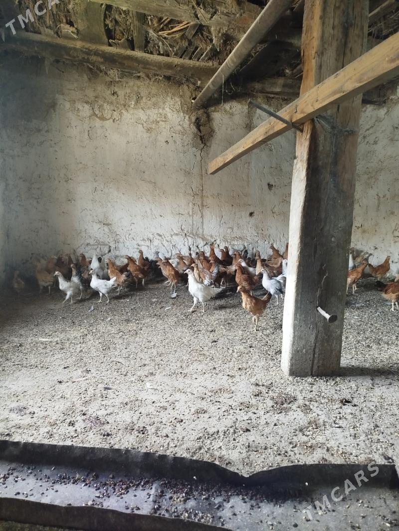 juyje - Bäherden - img 4