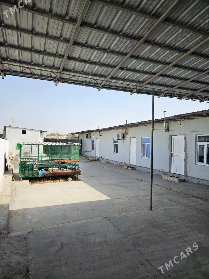 Jaÿ satlyk - Garadamak - img 2