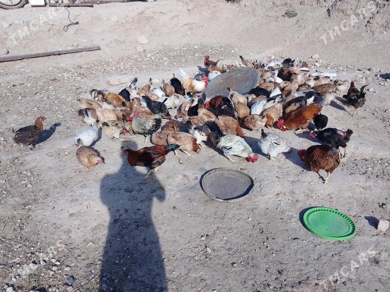 satlyk towuk - Türkmenbaşy - img 1