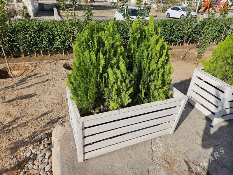 tuya yolka - Aşgabat - img 2