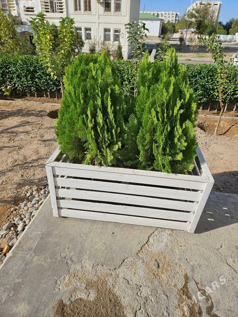 tuya yolka - Aşgabat - img 1