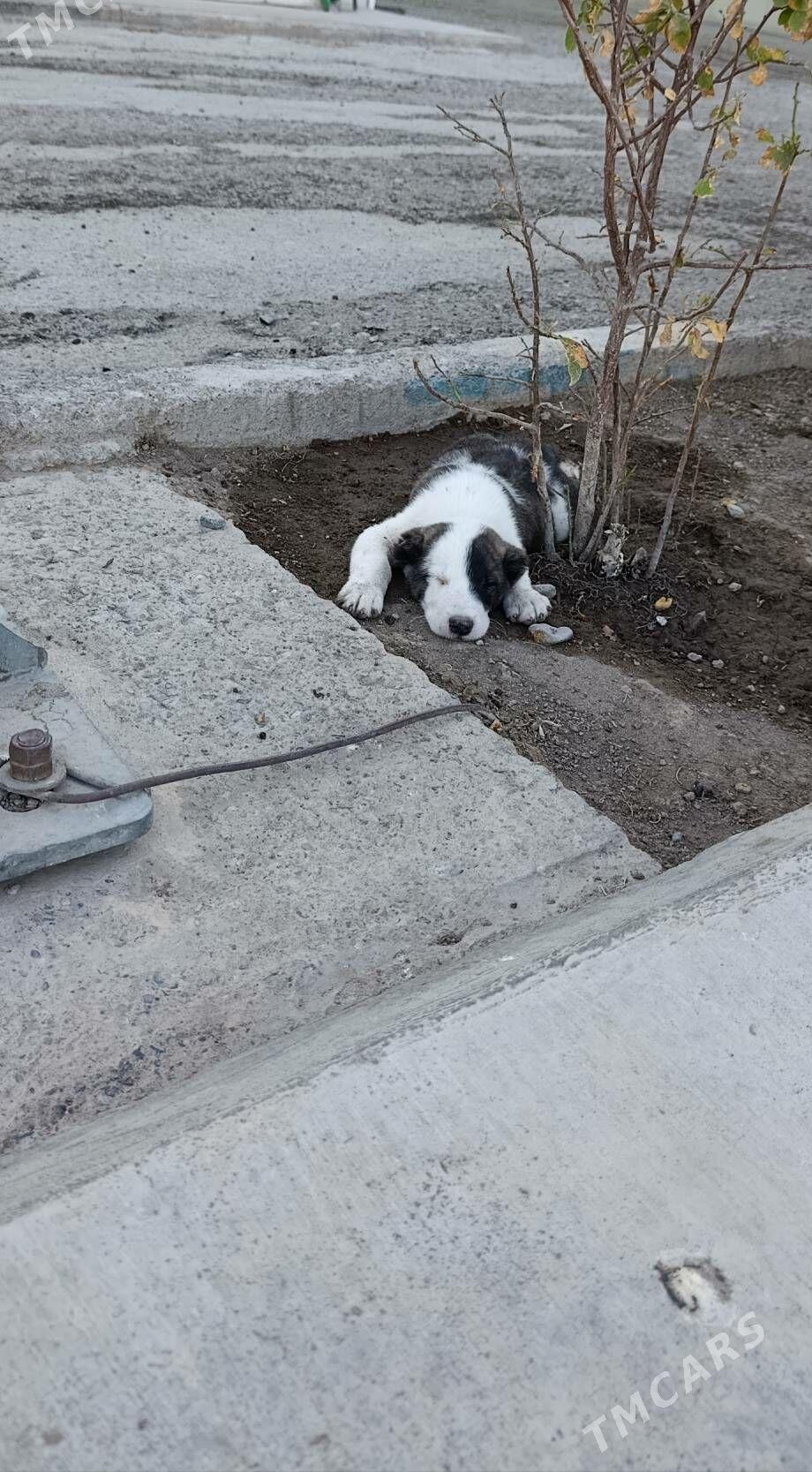 gujuk - Bäherden - img 2