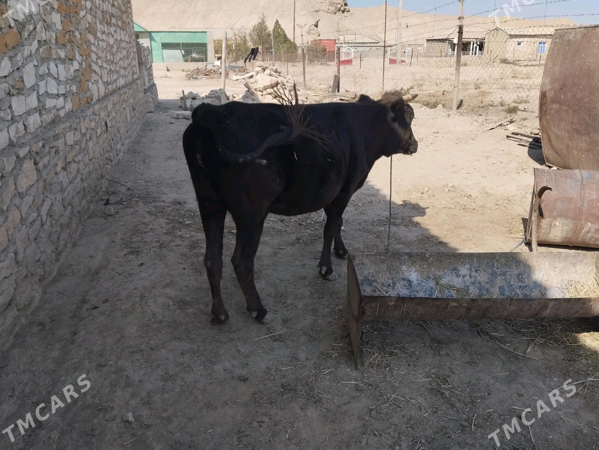 Sygyr - Etrek - img 2