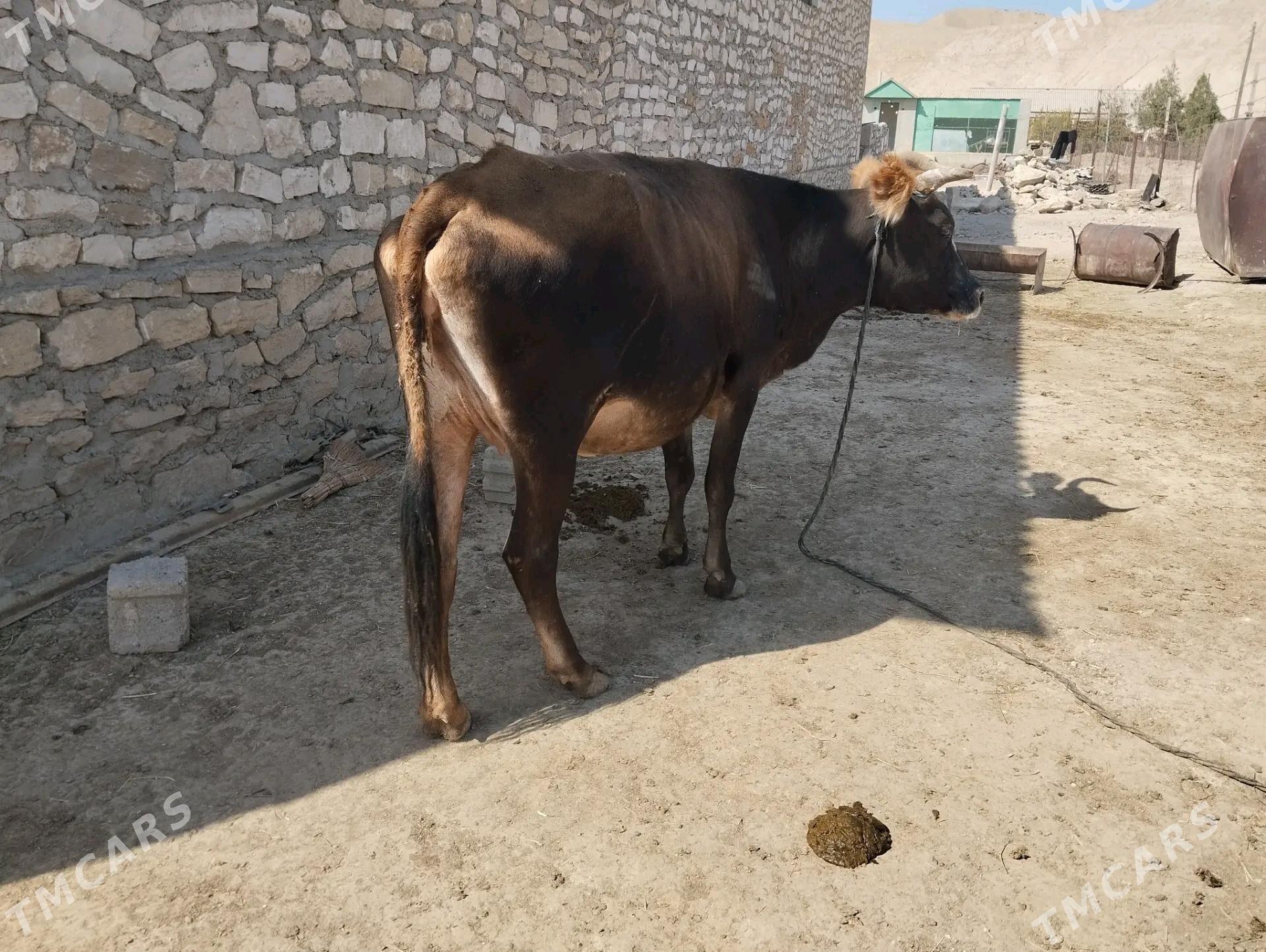 Sygyr - Etrek - img 3