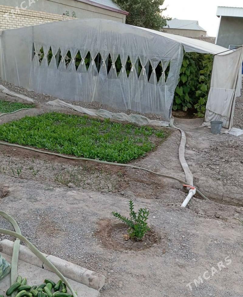 Howly jay  Mary - Mary - img 5