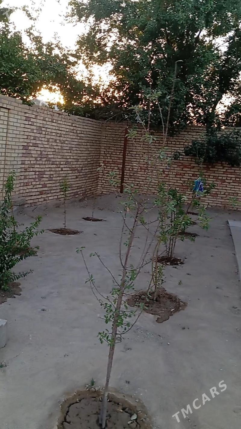 Howly jay  Mary - Mary - img 7