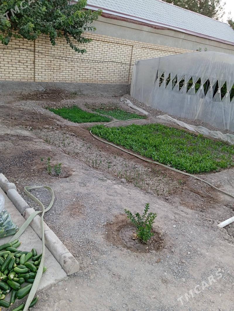 Howly jay  Mary - Mary - img 4