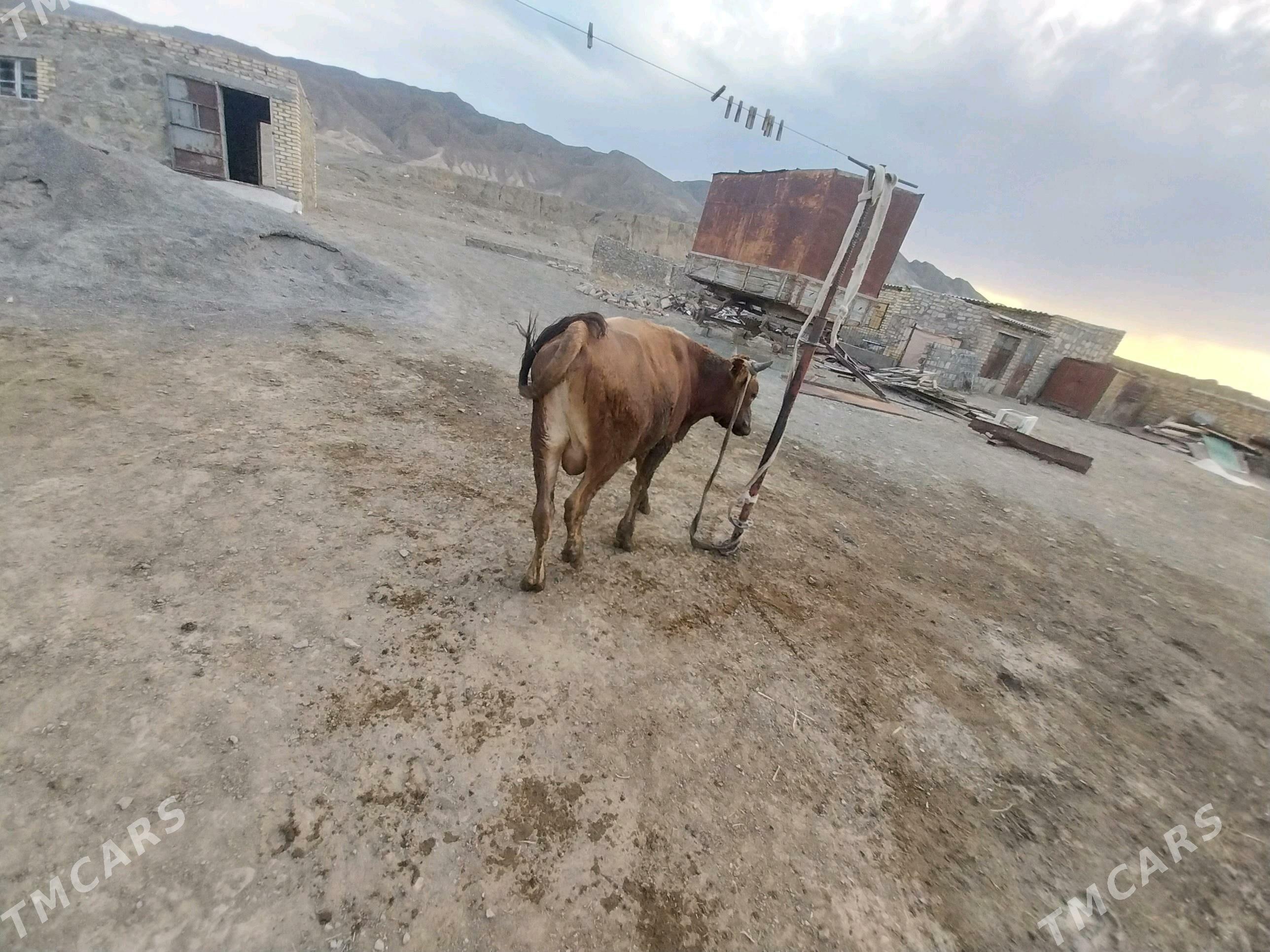 Öküz - Bereket - img 2