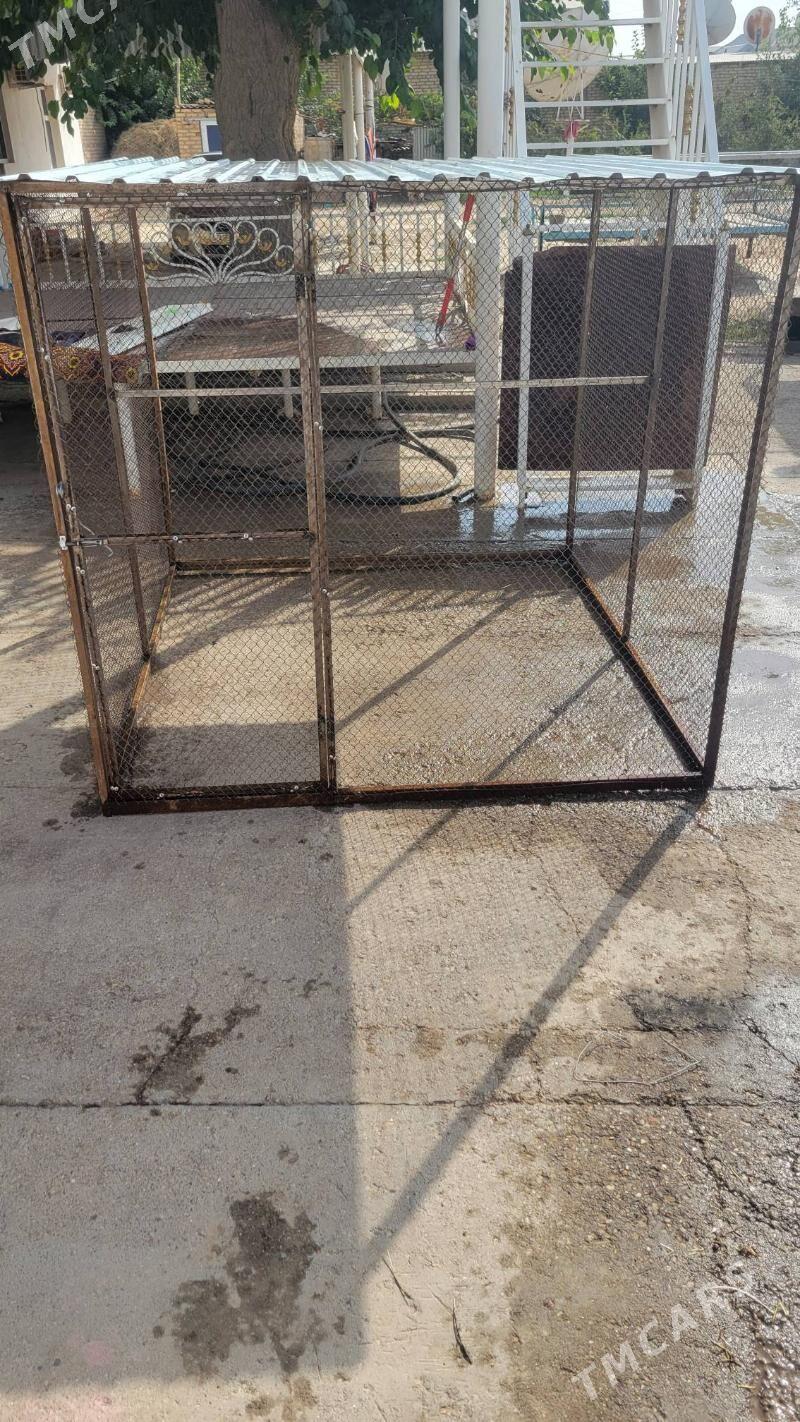 Towuk ketek - Mary - img 2