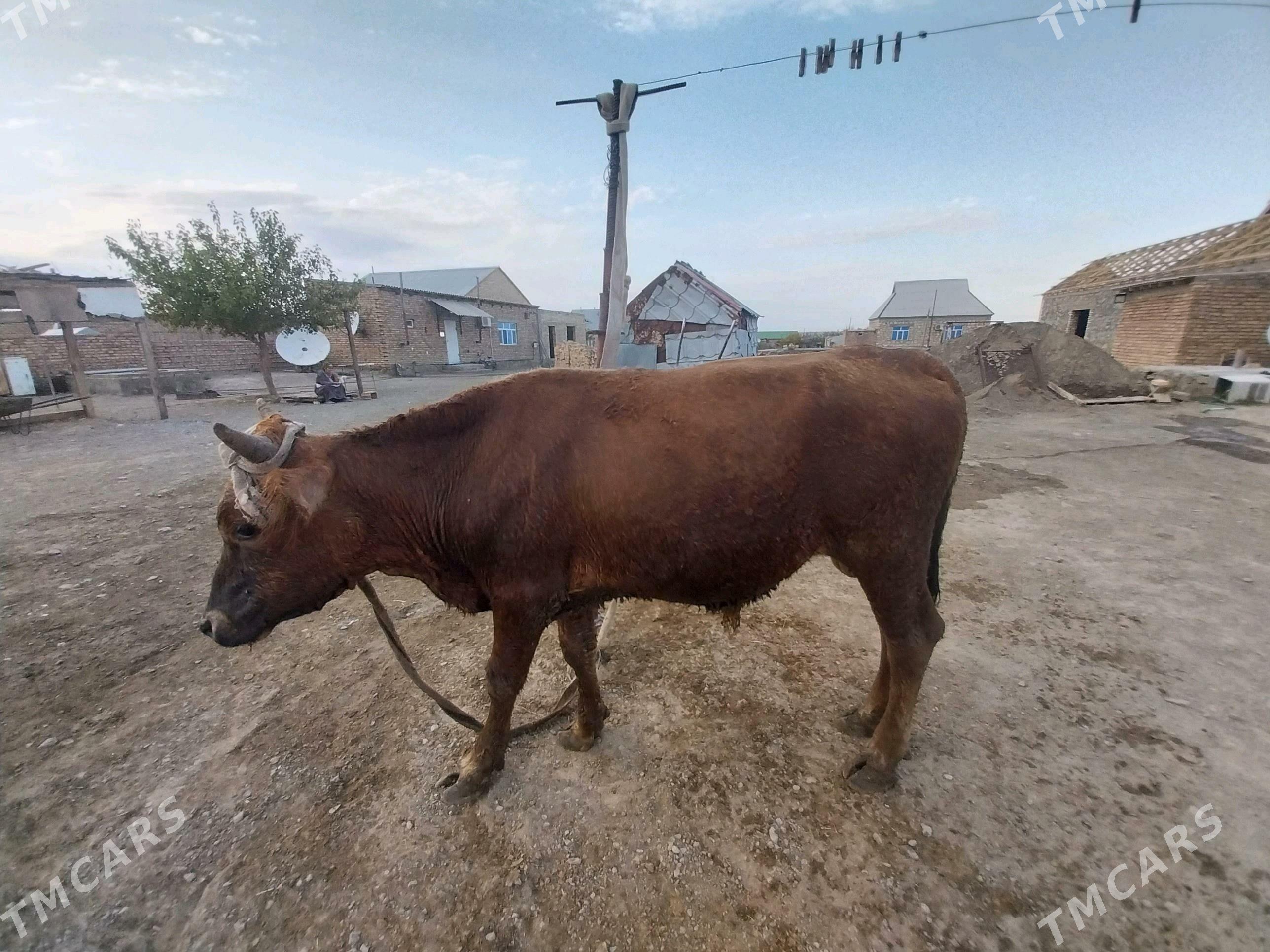 Öküz - Bereket - img 3