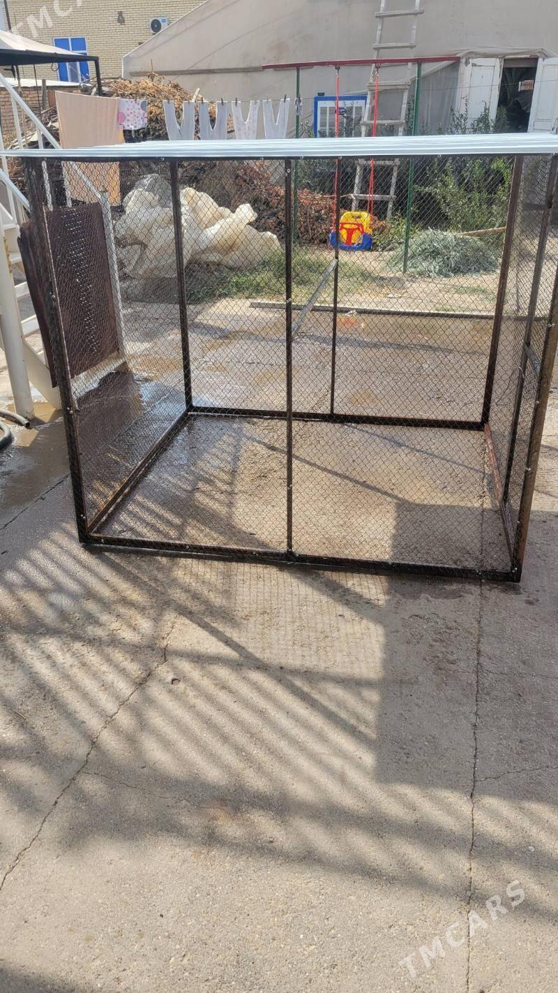 Towuk ketek - Mary - img 4