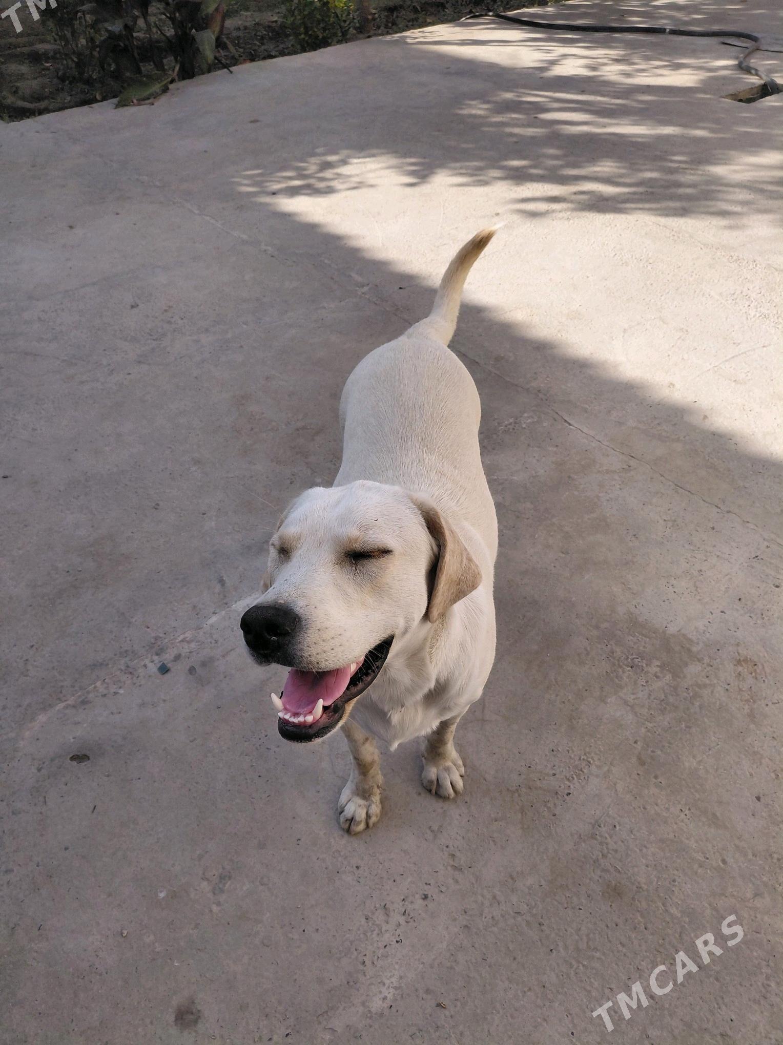 собака - Туркменабат - img 4