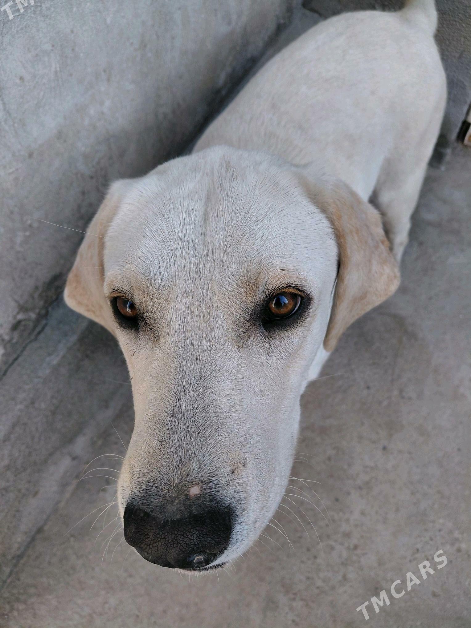 собака - Туркменабат - img 3