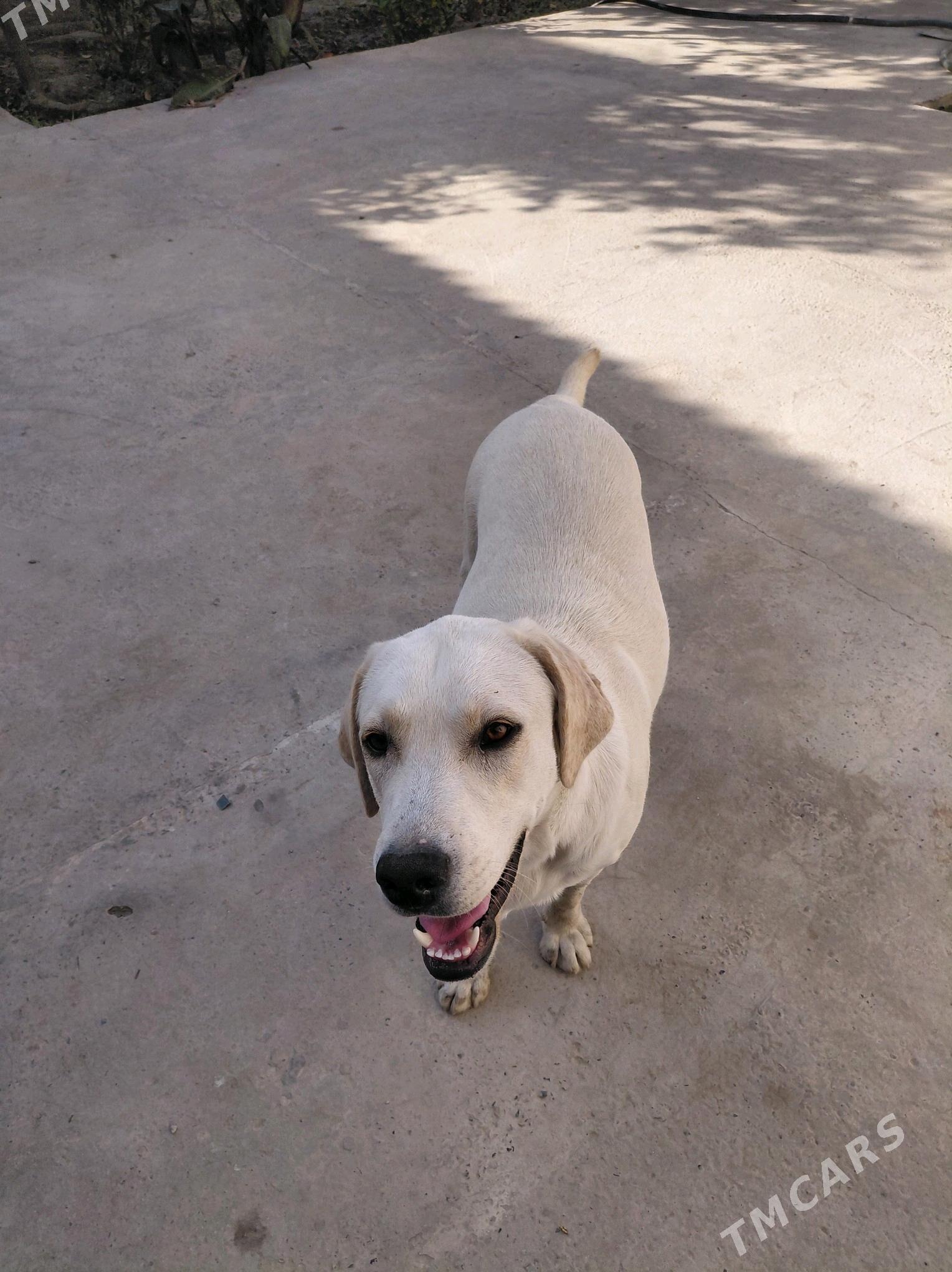 собака - Туркменабат - img 2