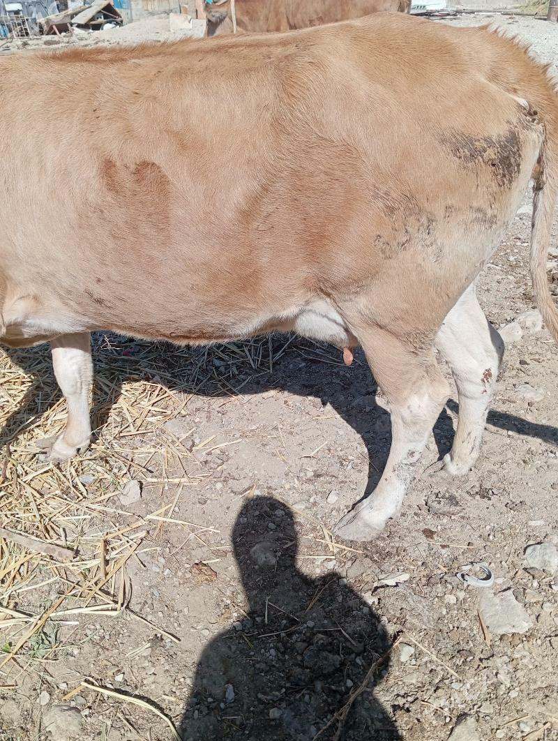 sygyr - Balkanabat - img 2